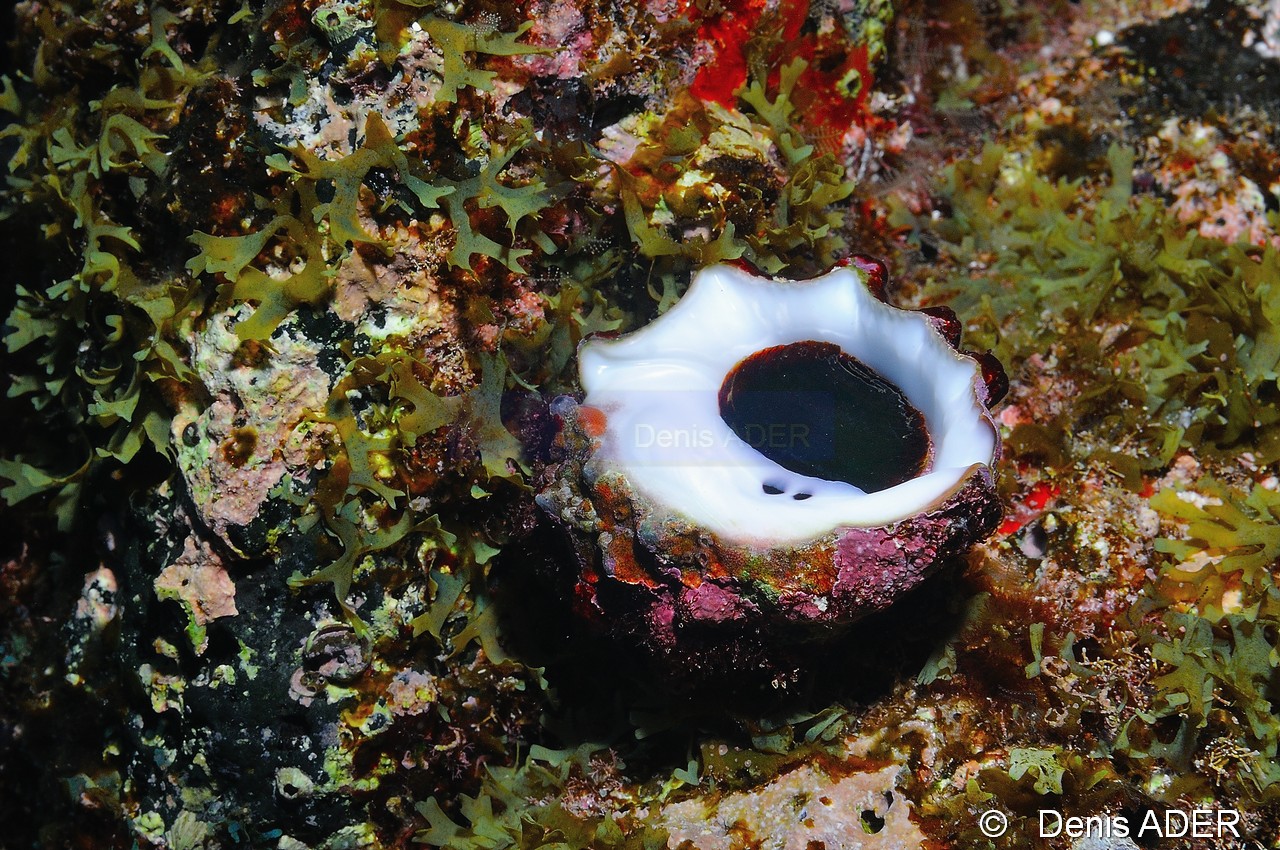 Thais nodosa Petit strombe-Cap Vert Pointe du Phare-9m-20150408-Denis-ADER-DSC_9743_tn.jpg